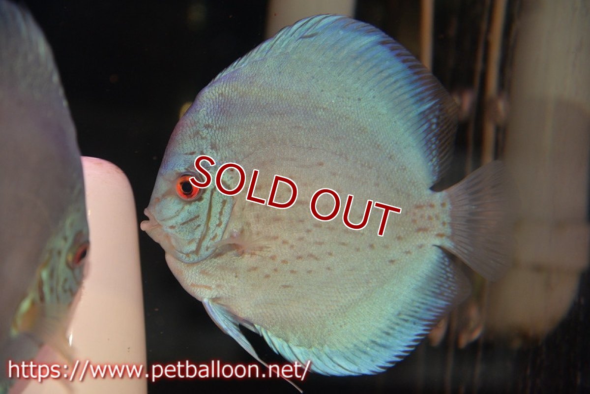 画像3: 【ディスカス】【通販】【体着経験あり】リフレクションDコバルト　【個体ペア販売】14-15cm（生体）マレーシア　KLディスカスファーム (3)