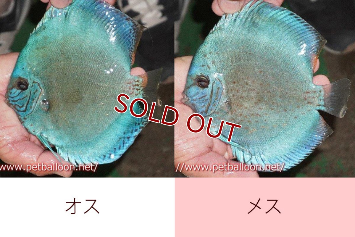 画像4: 【ディスカス】【通販】【体着経験あり】リフレクションDコバルト　【個体ペア販売】14-15cm（生体）マレーシア　KLディスカスファーム (4)