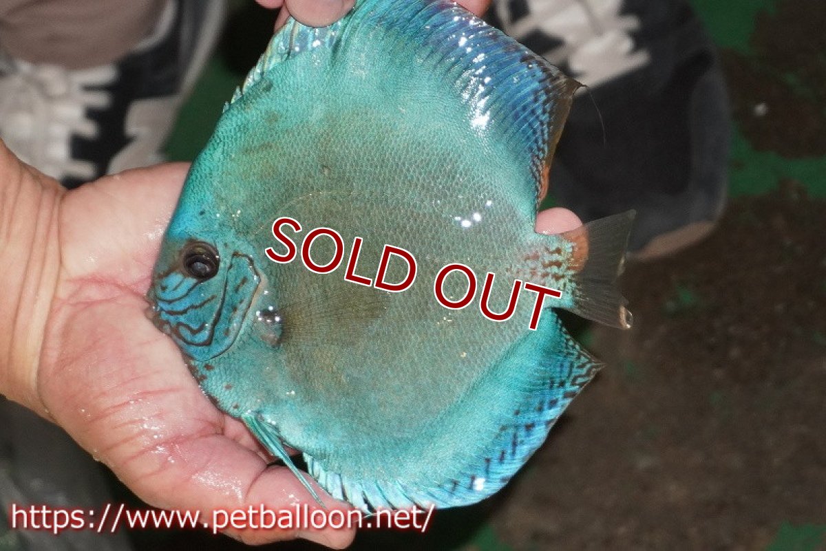 画像5: 【ディスカス】【通販】【体着経験あり】リフレクションDコバルト　【個体ペア販売】14-15cm（生体）マレーシア　KLディスカスファーム (5)