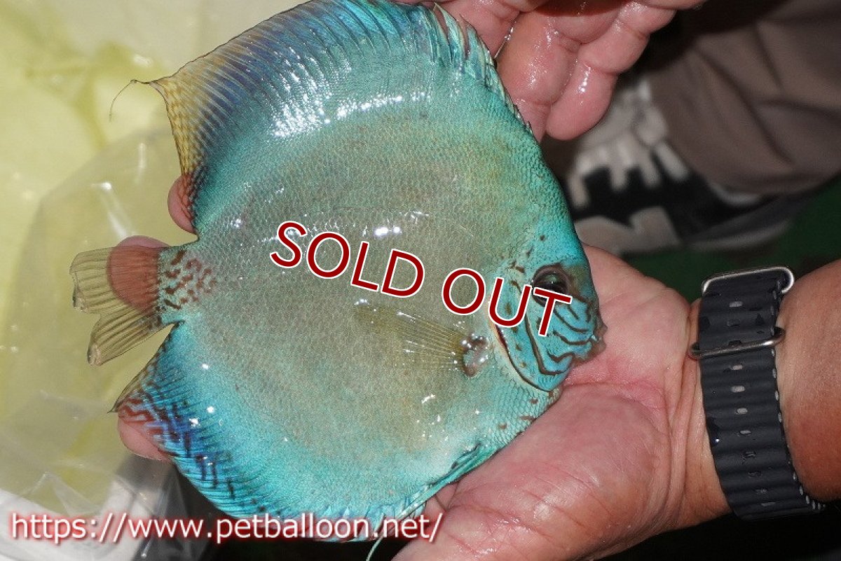 画像6: 【ディスカス】【通販】【体着経験あり】リフレクションDコバルト　【個体ペア販売】14-15cm（生体）マレーシア　KLディスカスファーム (6)