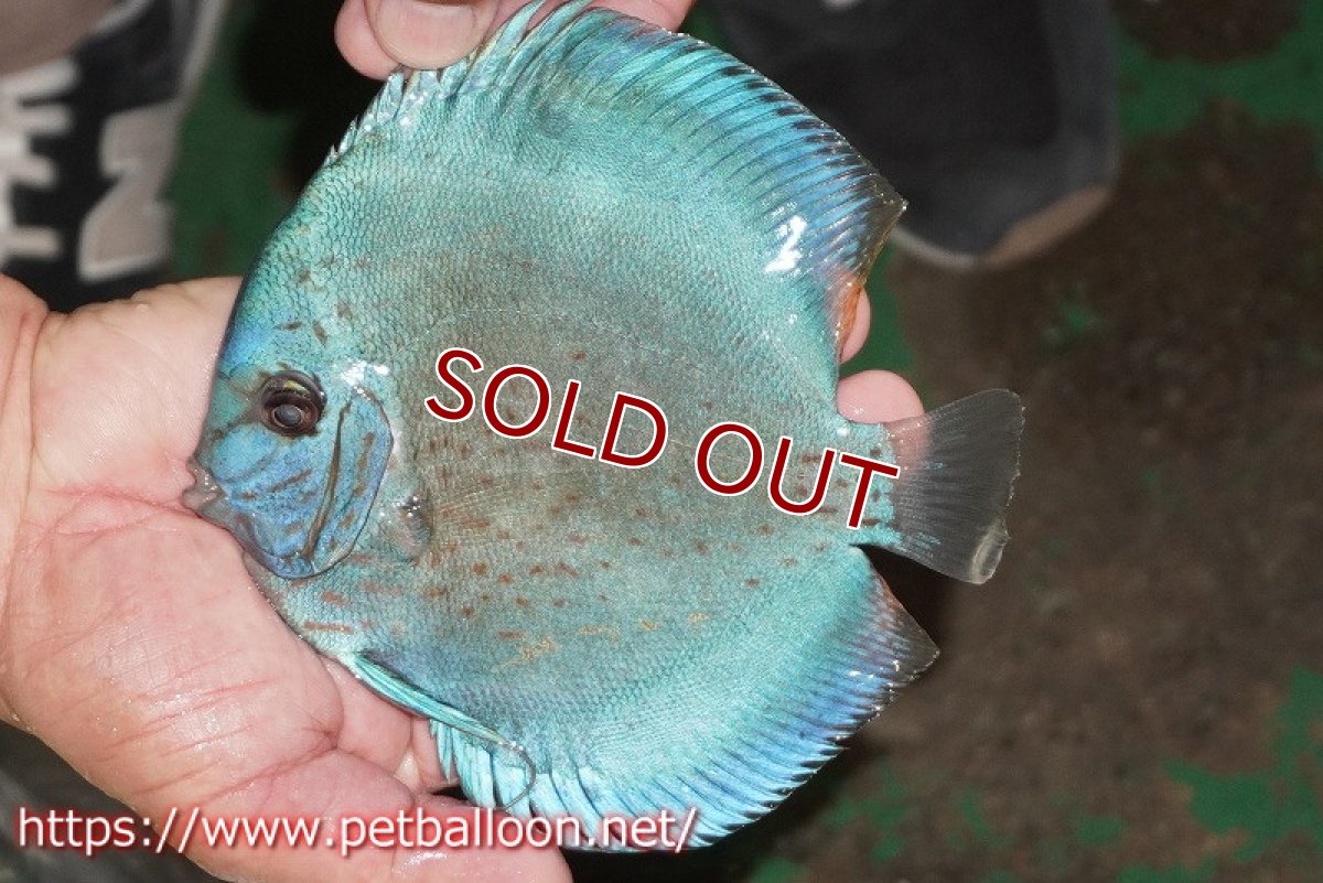 画像7: 【ディスカス】【通販】【体着経験あり】リフレクションDコバルト　【個体ペア販売】14-15cm（生体）マレーシア　KLディスカスファーム (7)