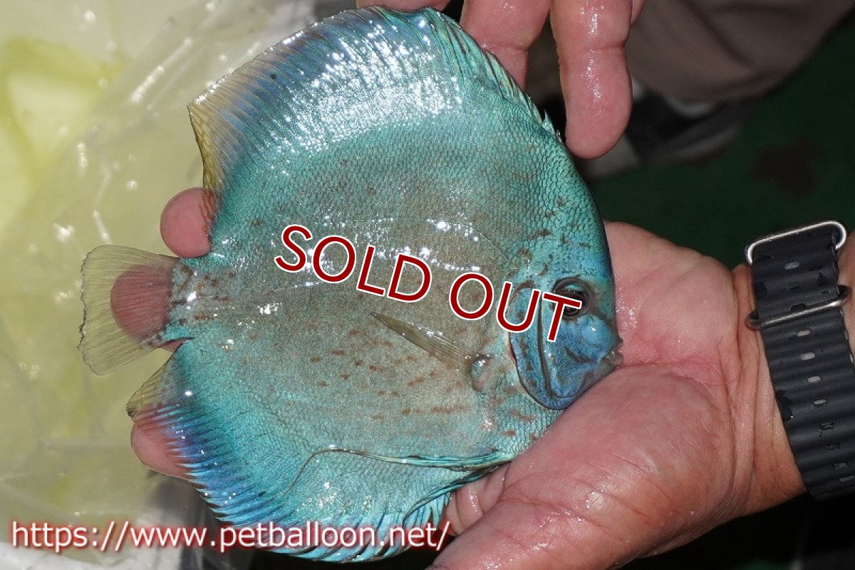 画像8: 【ディスカス】【通販】【体着経験あり】リフレクションDコバルト　【個体ペア販売】14-15cm（生体）マレーシア　KLディスカスファーム (8)