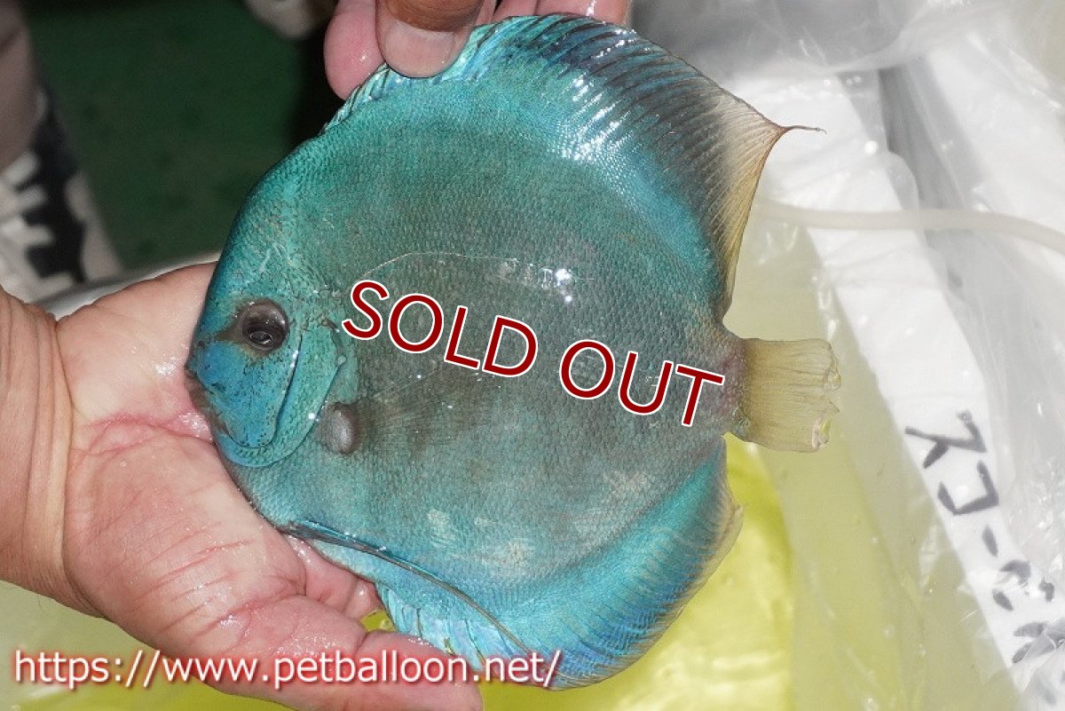 画像2: 【ディスカス】【通販】スコーピオンブルーダイヤモンド【個体販売】17-18cm（生体）マレーシア　KLディスカスファーム (2)