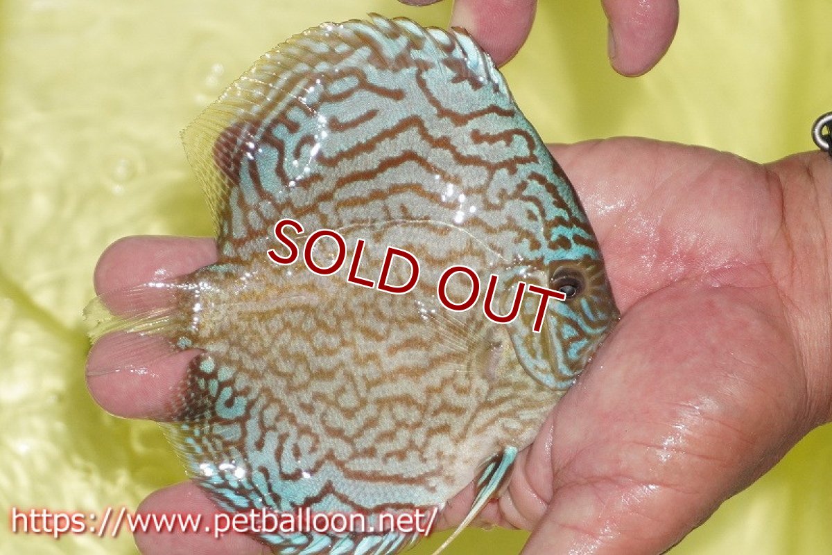 画像2: 【ディスカス】【通販】アルタムロイヤルブリリアント（ハイフォーム）【個体販売】12-13cm（生体）マレーシア　NAディスカスファーム (2)