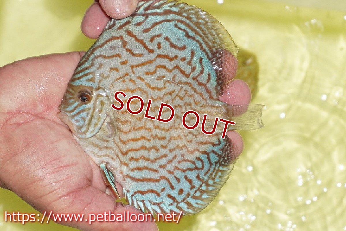 画像2: 【ディスカス】【通販】アルタムロイヤルブリリアント（ハイフォーム）【個体販売】12-13cm（生体）マレーシア　NAディスカスファーム (2)