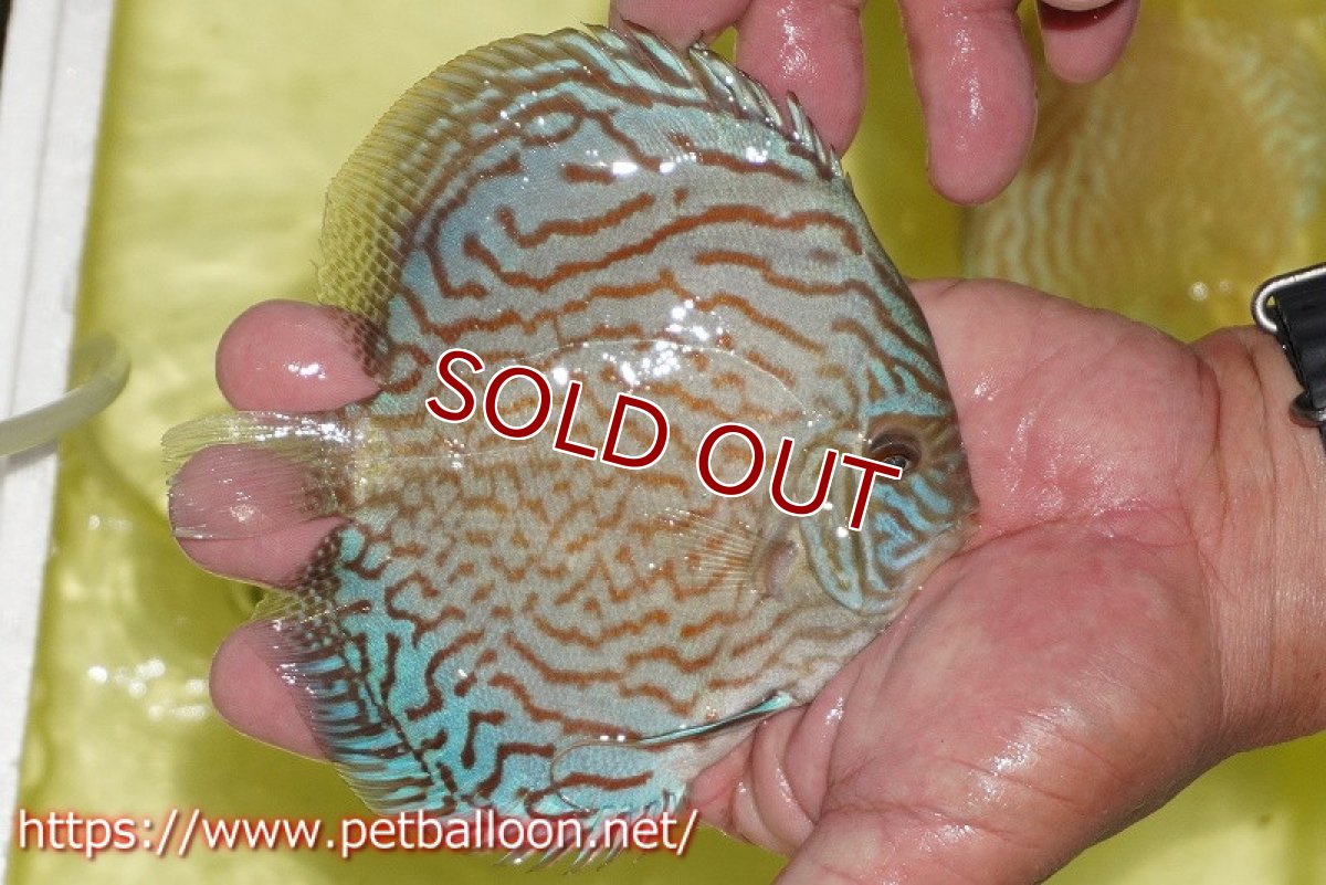 画像3: 【ディスカス】【通販】アルタムロイヤルブリリアント（ハイフォーム）【個体販売】12-13cm（生体）マレーシア　NAディスカスファーム (3)