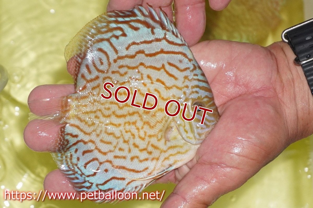 画像2: 【ディスカス】【通販】アルタムロイヤルブリリアント（ハイフォーム）【個体販売】12-13cm（生体）マレーシア　NAディスカスファーム (2)