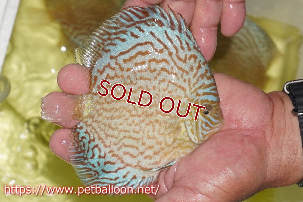 画像2: 【ディスカス】【通販】アルタムロイヤルブリリアント（ハイフォーム）【個体販売】12-13cm（生体）マレーシア　NAディスカスファーム (2)