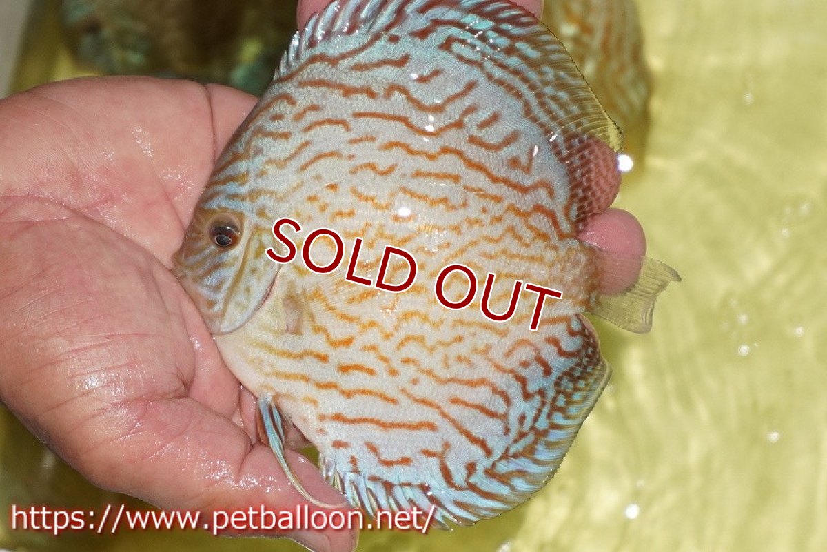 画像2: 【ディスカス】【通販】アルタムロイヤルブリリアント（ハイフォーム）【個体販売】12-13cm（生体）マレーシア　NAディスカスファーム (2)