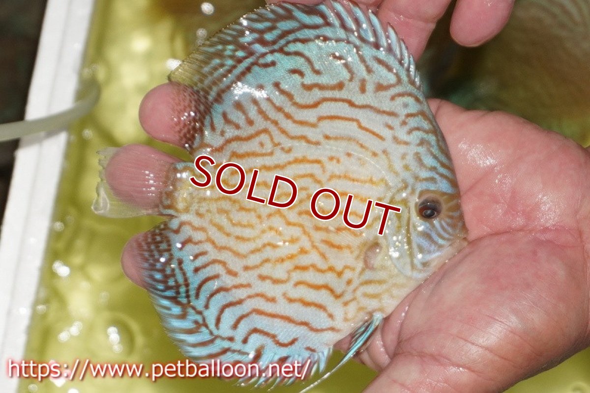 画像3: 【ディスカス】【通販】アルタムロイヤルブリリアント（ハイフォーム）【個体販売】12-13cm（生体）マレーシア　NAディスカスファーム (3)