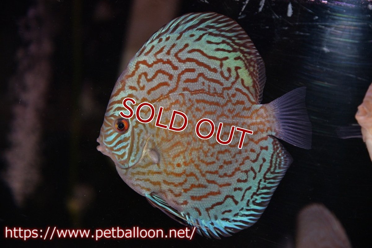 画像2: 【ディスカス】【通販】アルタムロイヤルブリリアント（ハイフォーム）【個体販売】12-13cm（生体）マレーシア　NAディスカスファーム (2)