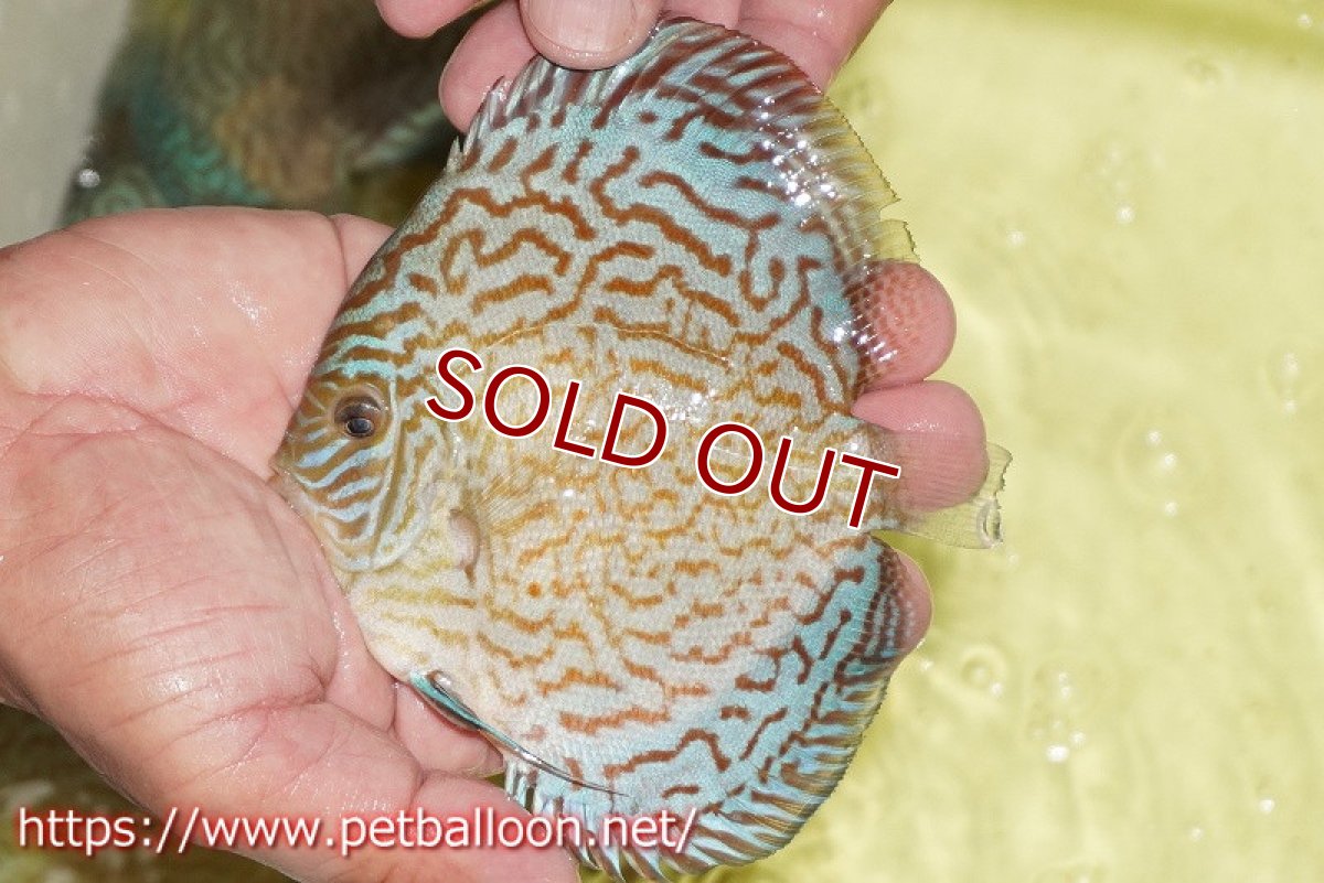 画像3: 【ディスカス】【通販】アルタムロイヤルブリリアント（ハイフォーム）【個体販売】12-13cm（生体）マレーシア　NAディスカスファーム (3)