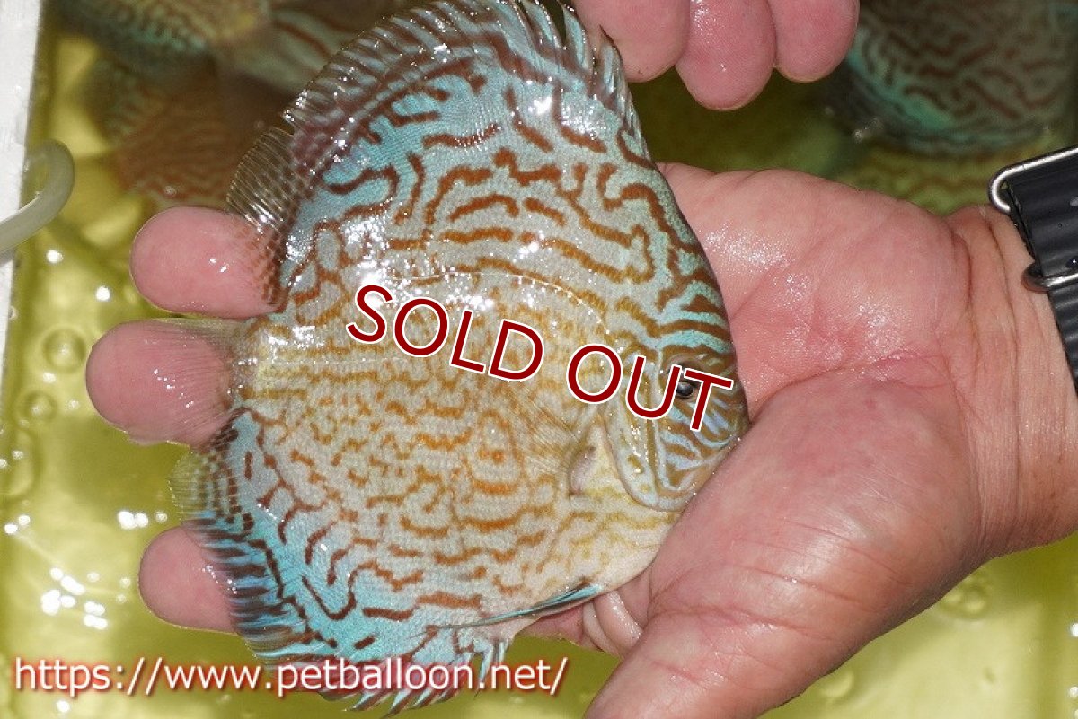 画像4: 【ディスカス】【通販】アルタムロイヤルブリリアント（ハイフォーム）【個体販売】12-13cm（生体）マレーシア　NAディスカスファーム (4)