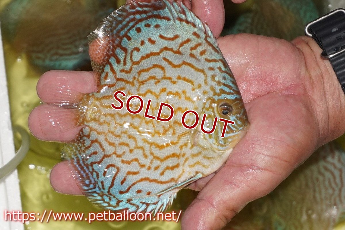 画像3: 【ディスカス】【通販】アルタムロイヤルブリリアント（ハイフォーム）【個体販売】12-13cm（生体）マレーシア　NAディスカスファーム (3)