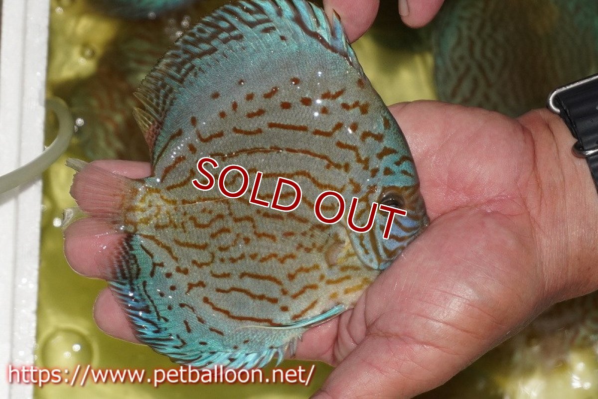 画像2: 【ディスカス】【通販】アルタムロイヤルブリリアント（ハイフォーム）【個体販売】12-13cm（生体）マレーシア　NAディスカスファーム (2)