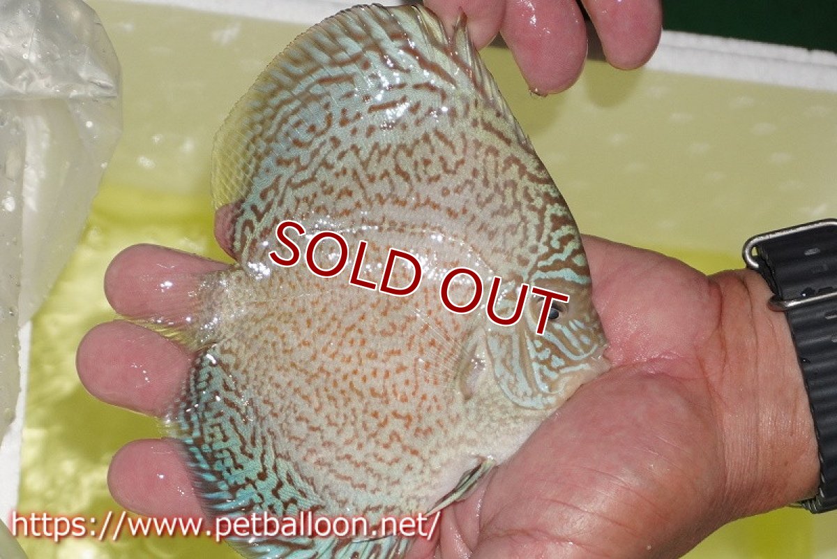 画像4: 【ディスカス】【通販】スーパーブルーサクラ（ハイフォーム）【個体販売】12-13cm（生体）マレーシア　NAディスカスファーム (4)