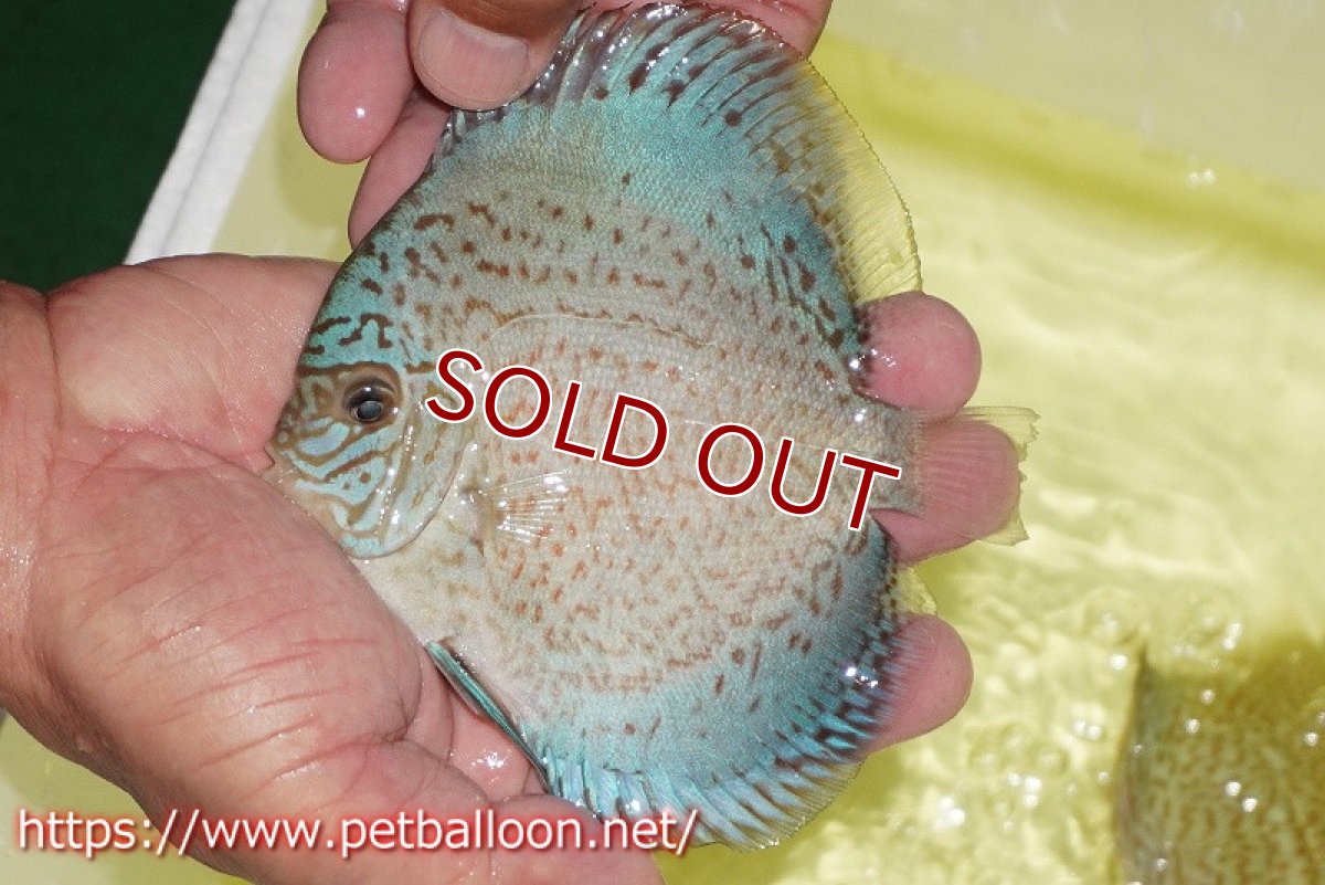 画像2: 【ディスカス】【通販】スーパーブルーサクラ（ハイフォーム）【個体販売】12-13cm（生体）マレーシア　NAディスカスファーム (2)