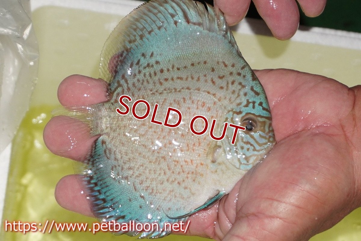 画像3: 【ディスカス】【通販】スーパーブルーサクラ（ハイフォーム）【個体販売】12-13cm（生体）マレーシア　NAディスカスファーム (3)