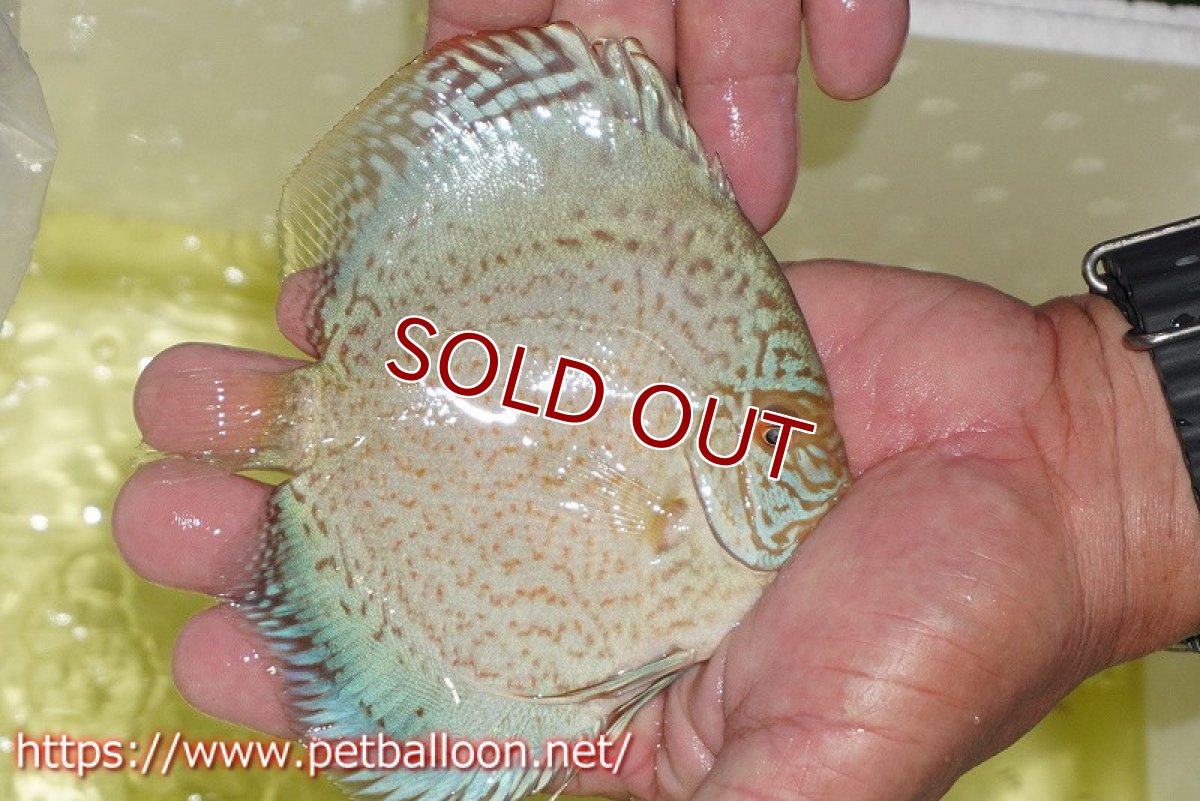 画像3: 【ディスカス】【通販】スーパーブルーサクラ（ハイフォーム）【個体販売】12-13cm（生体）マレーシア　NAディスカスファーム (3)