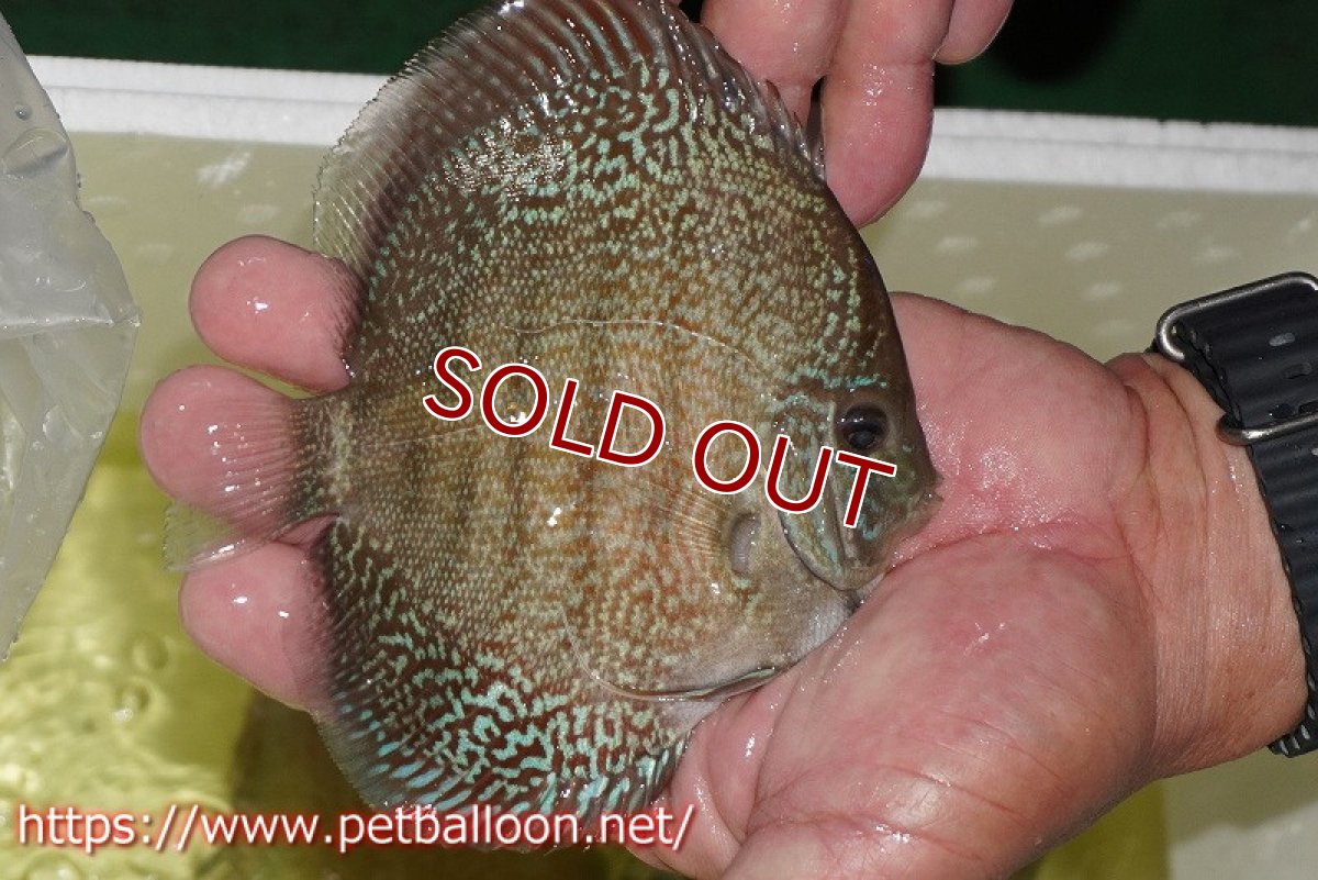 画像3: 【ディスカス】【通販】スーパーブルーサクラ（ハイフォーム）【個体販売】12-13cm（生体）マレーシア　NAディスカスファーム (3)