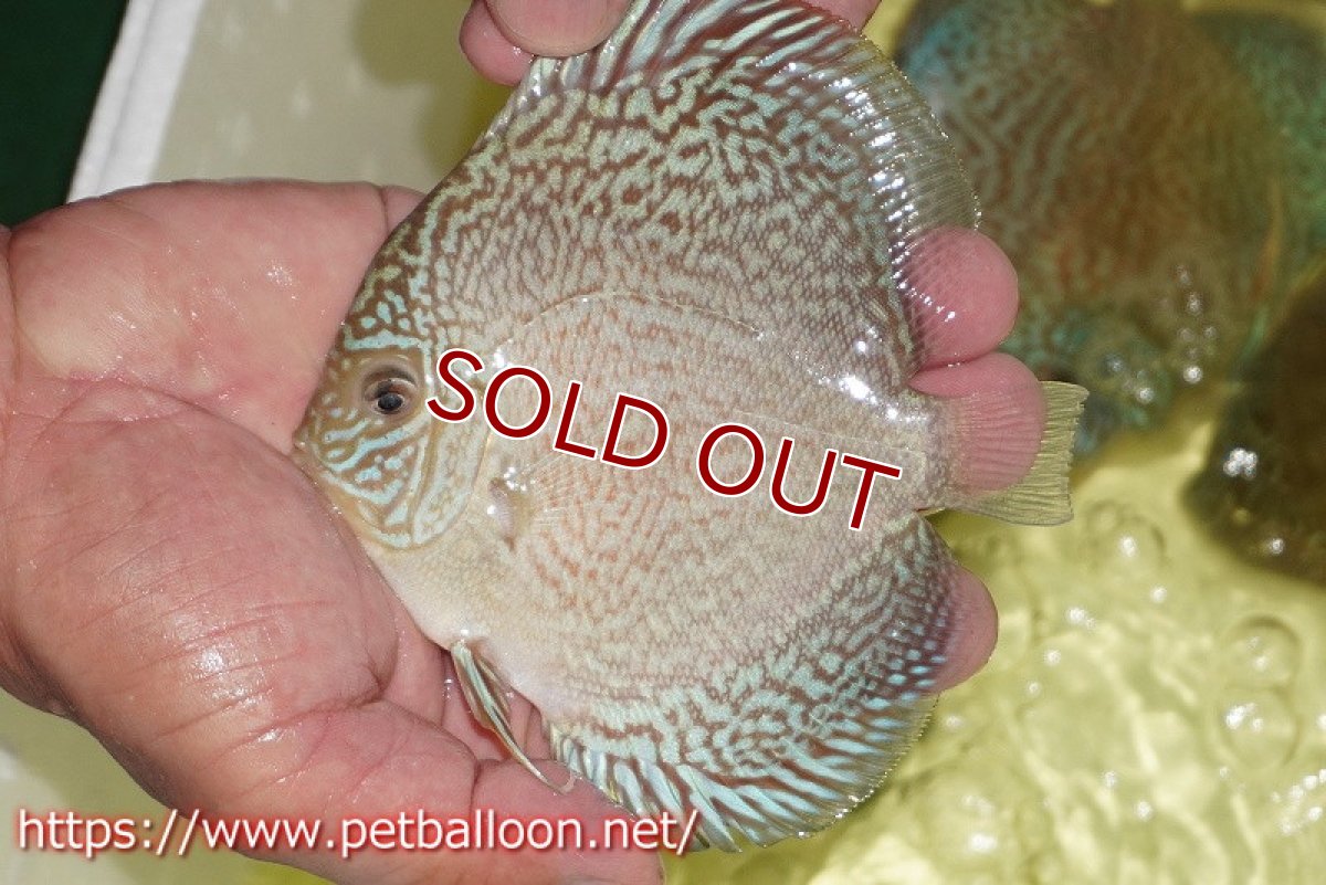 画像2: 【ディスカス】【通販】スーパーブルーサクラ（ハイフォーム）【個体販売】12-13cm（生体）マレーシア　NAディスカスファーム (2)