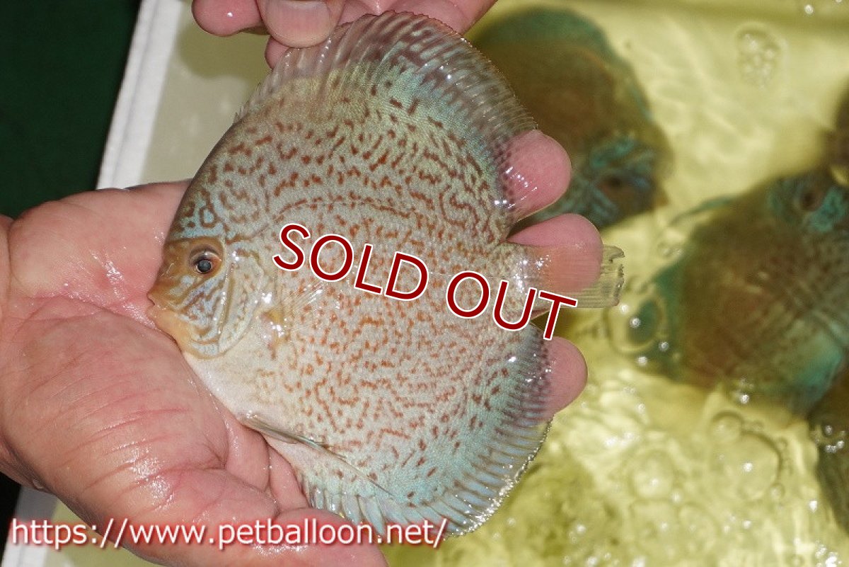 画像2: 【ディスカス】【通販】スーパーブルーサクラ（ハイフォーム）【個体販売】12-13cm（生体）マレーシア　NAディスカスファーム (2)