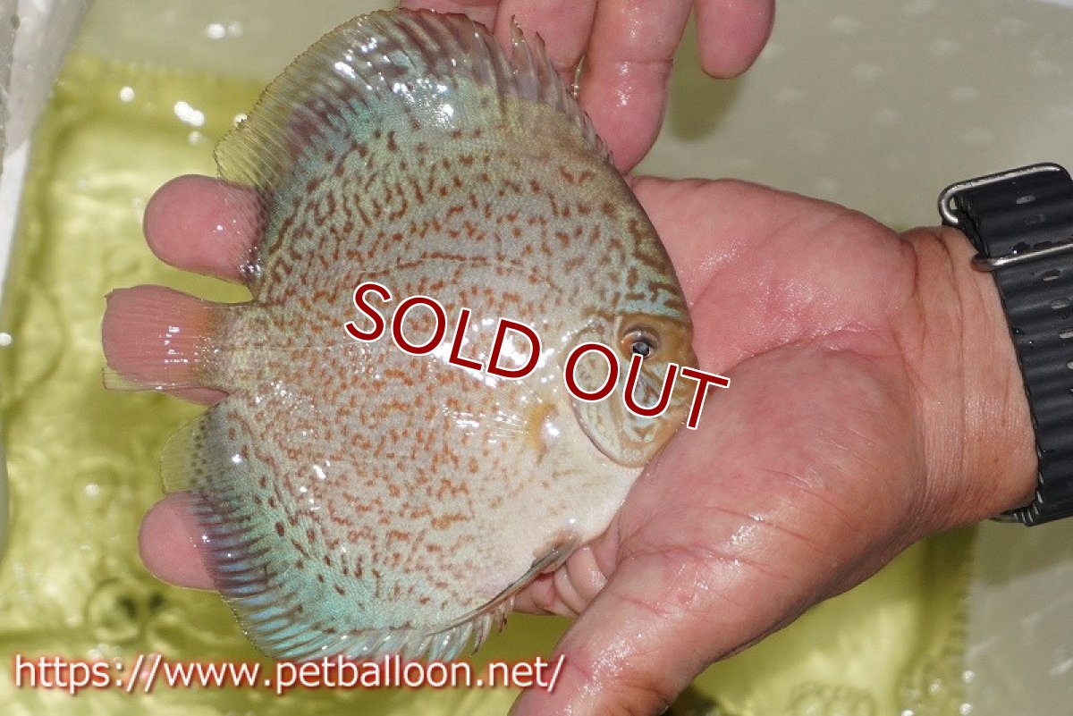 画像3: 【ディスカス】【通販】スーパーブルーサクラ（ハイフォーム）【個体販売】12-13cm（生体）マレーシア　NAディスカスファーム (3)