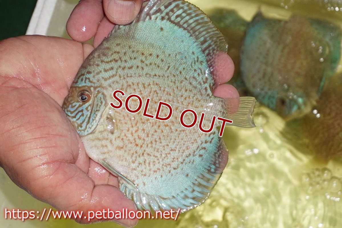 画像2: 【ディスカス】【通販】スーパーブルーサクラ（ハイフォーム）【個体販売】12-13cm（生体）マレーシア　NAディスカスファーム (2)