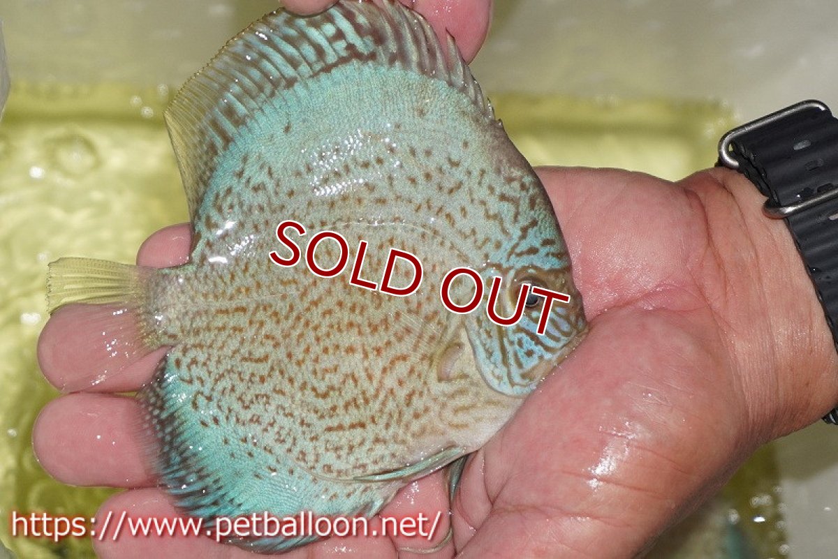 画像3: 【ディスカス】【通販】スーパーブルーサクラ（ハイフォーム）【個体販売】12-13cm（生体）マレーシア　NAディスカスファーム (3)