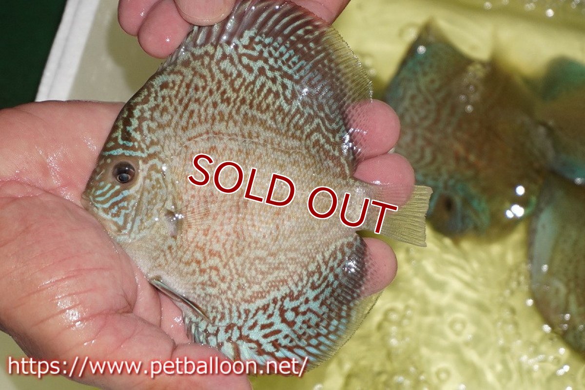 画像2: 【ディスカス】【通販】スーパーブルーサクラ（ハイフォーム）【個体販売】12-13cm（生体）マレーシア　NAディスカスファーム (2)