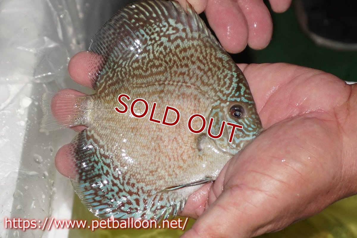 画像3: 【ディスカス】【通販】スーパーブルーサクラ（ハイフォーム）【個体販売】12-13cm（生体）マレーシア　NAディスカスファーム (3)