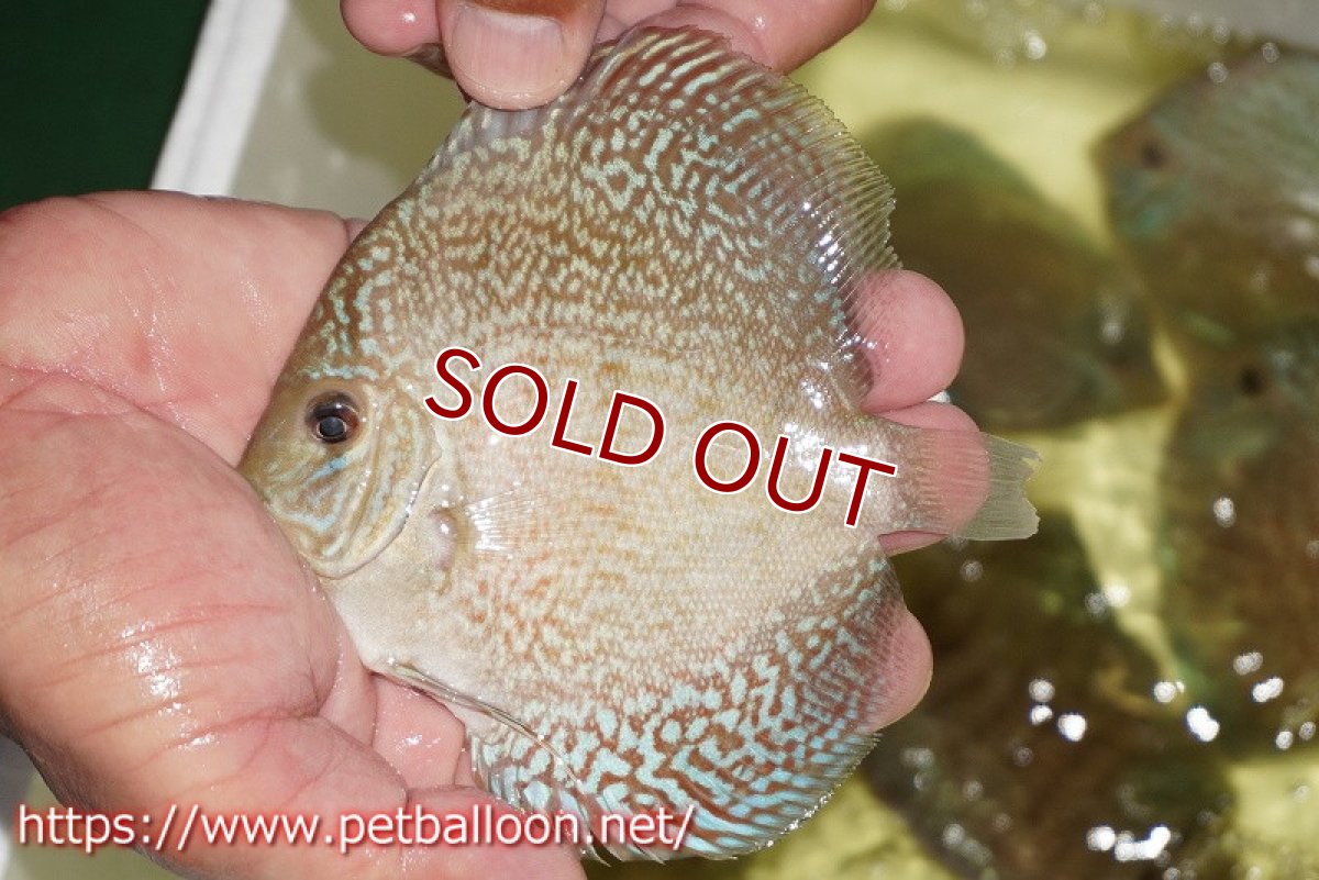 画像2: 【ディスカス】【通販】スーパーブルーサクラ（ハイフォーム）【個体販売】12-13cm（生体）マレーシア　NAディスカスファーム (2)