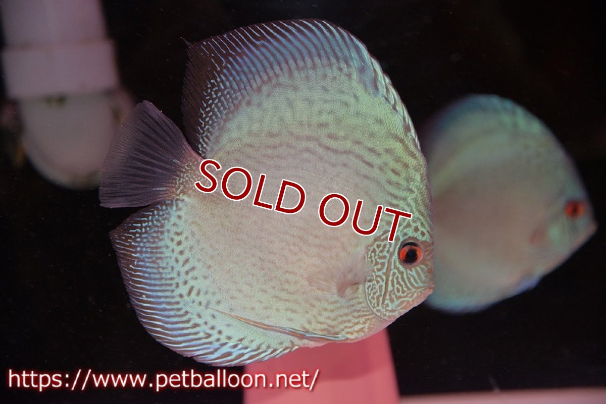 画像2: 【ディスカス】【通販】【産卵経験あり】ブルースコーピオン（ハイフォーム）【個体ペア販売】13-14cm（生体）マレーシア　KLディスカスファーム (2)