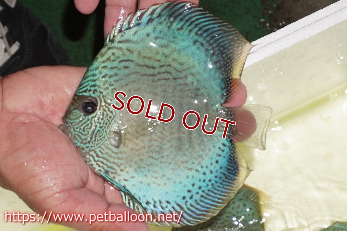 画像3: 【ディスカス】【通販】【産卵経験あり】ブルースコーピオン（ハイフォーム）【個体ペア販売】13-14cm（生体）マレーシア　KLディスカスファーム (3)