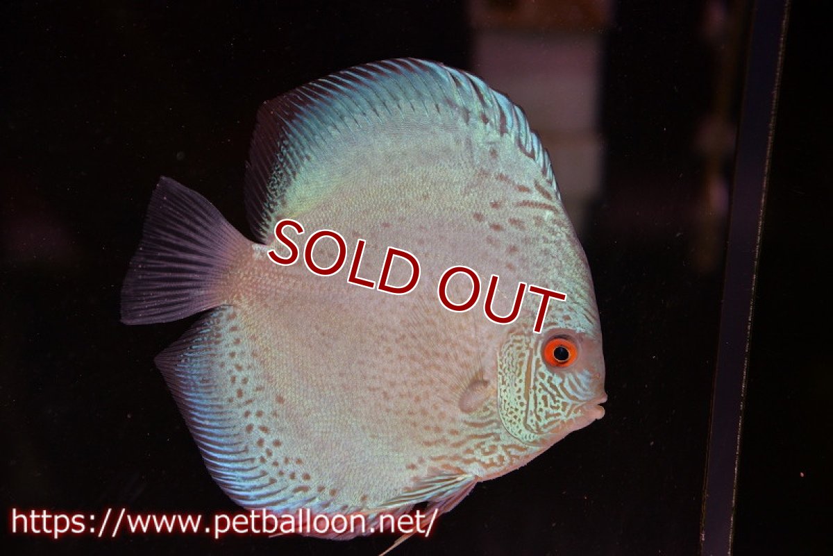 画像5: 【ディスカス】【通販】【産卵経験あり】ブルースコーピオン（ハイフォーム）【個体ペア販売】13-14cm（生体）マレーシア　KLディスカスファーム (5)