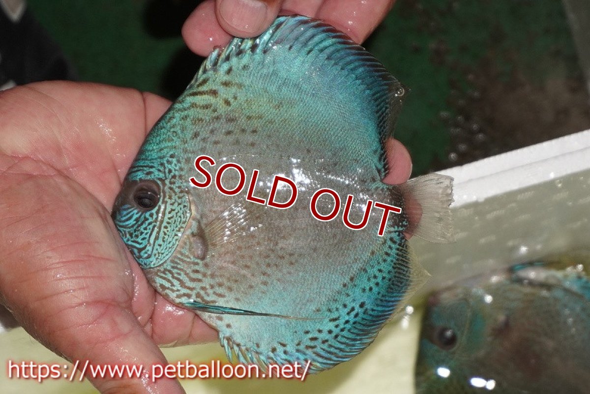 画像6: 【ディスカス】【通販】【産卵経験あり】ブルースコーピオン（ハイフォーム）【個体ペア販売】13-14cm（生体）マレーシア　KLディスカスファーム (6)