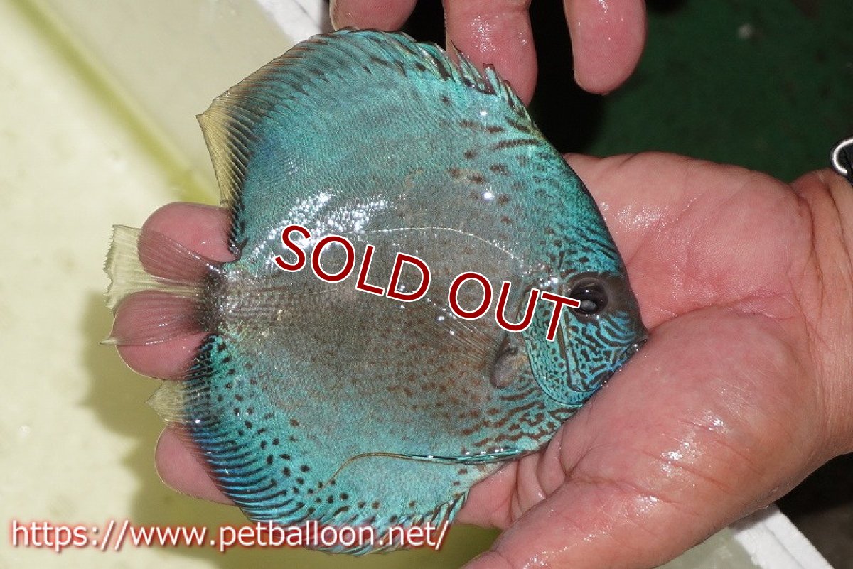 画像7: 【ディスカス】【通販】【産卵経験あり】ブルースコーピオン（ハイフォーム）【個体ペア販売】13-14cm（生体）マレーシア　KLディスカスファーム (7)