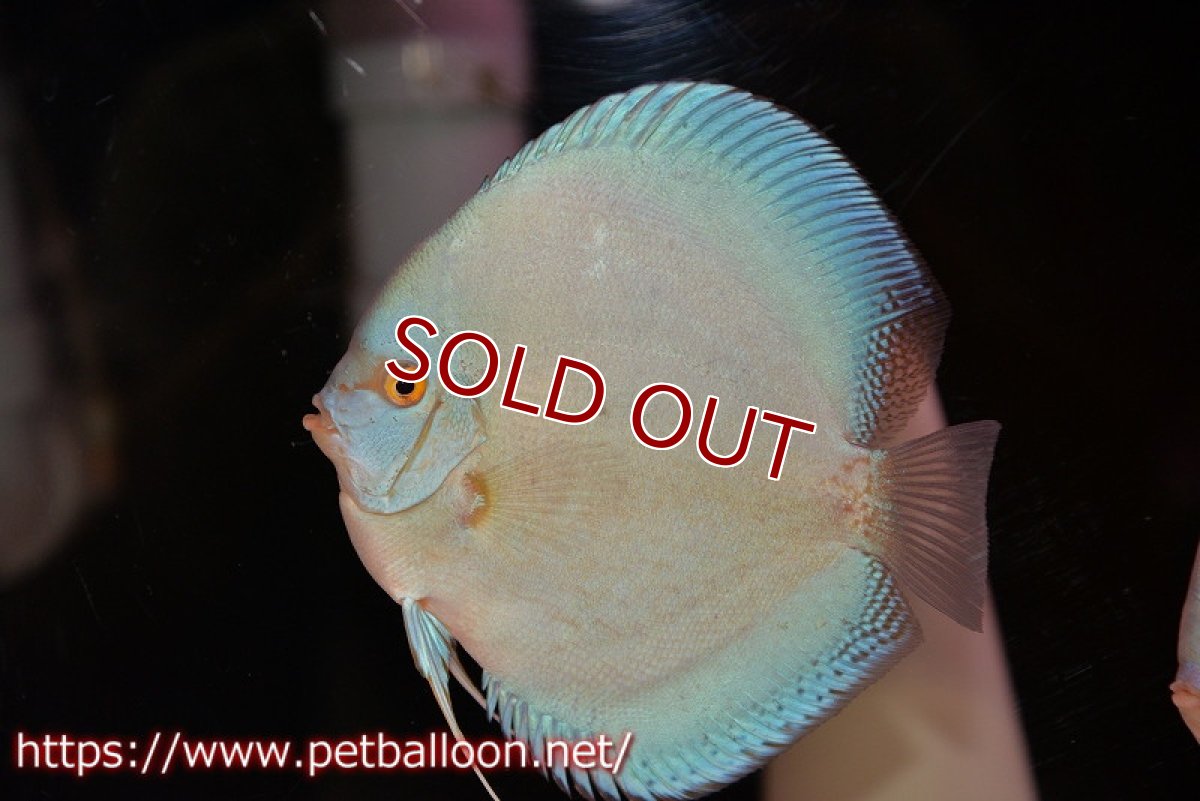 画像2: 【ディスカス】【通販】フルカラージャイアントコバルト（ハイフォーム）【個体ペア販売】13cm（生体）マレーシア　NAディスカスファーム (2)