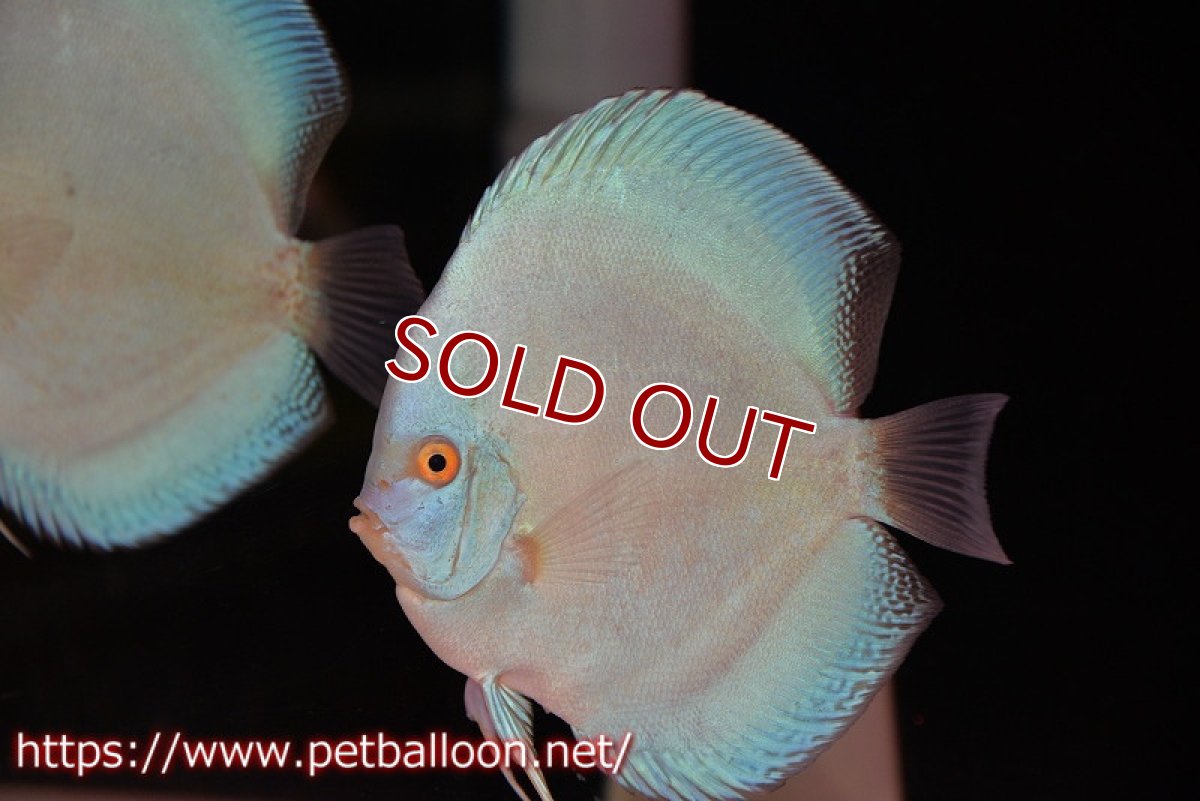 画像3: 【ディスカス】【通販】フルカラージャイアントコバルト（ハイフォーム）【個体ペア販売】13cm（生体）マレーシア　NAディスカスファーム (3)