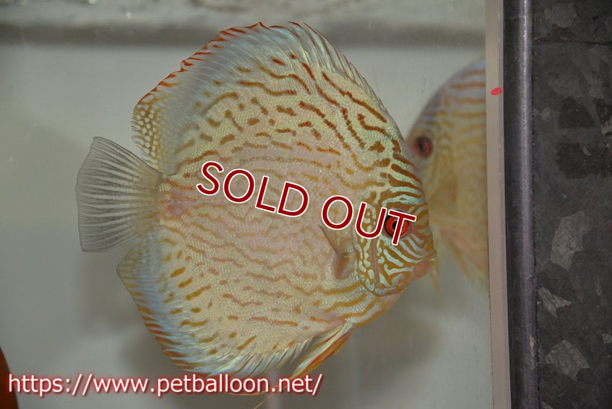 画像2: 【ディスカス】【通販】【産卵経験あり】ジャックワットレーオールドタイプ第三系統【京の匠 直系 国産ブリード】【個体ペア販売】14-15cm（生体） (2)