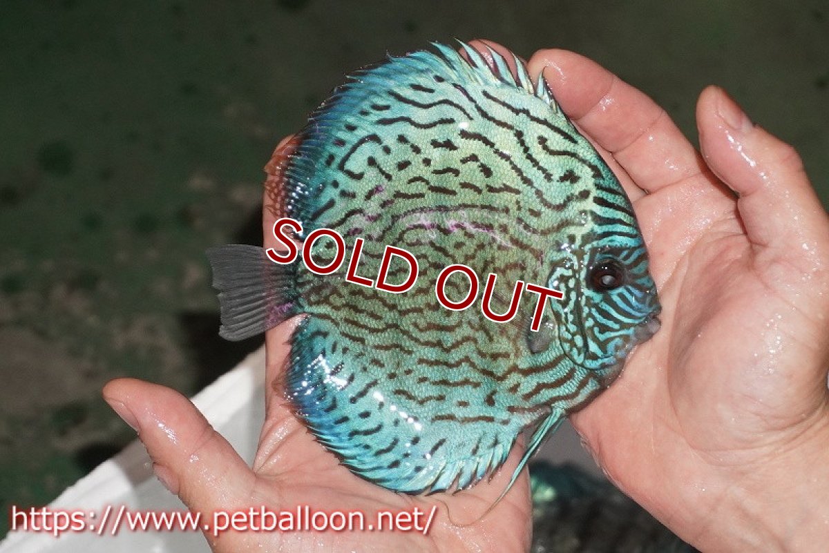 画像4: 【ディスカス】【通販】【産卵経験あり】ジャックワットレーオールドタイプ第三系統【京の匠 直系 国産ブリード】【個体ペア販売】14-15cm（生体） (4)