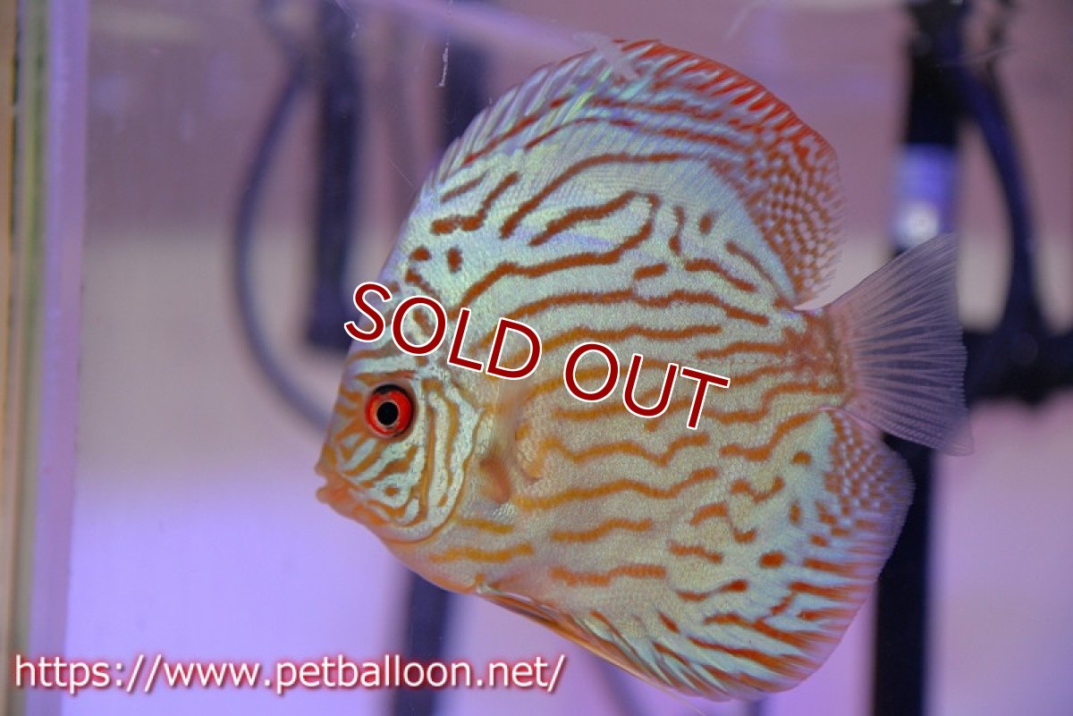 画像2: 【ディスカス】【通販】【今年最終入荷 激レア個体】オールドジャックワットレーセルーリア（ピュア）【個体ペア販売】11cm（生体）国産ディスカス　京都産 (2)