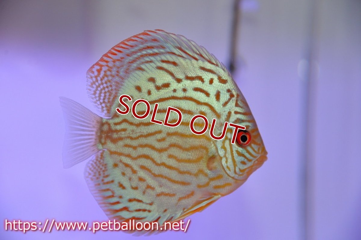 画像3: 【ディスカス】【通販】【今年最終入荷 激レア個体】オールドジャックワットレーセルーリア（ピュア）【個体ペア販売】11cm（生体）国産ディスカス　京都産 (3)