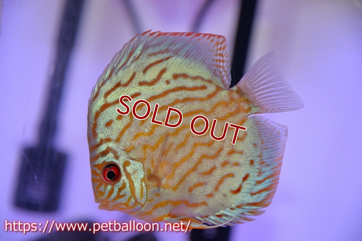 画像4: 【ディスカス】【通販】【今年最終入荷 激レア個体】オールドジャックワットレーセルーリア（ピュア）【個体ペア販売】11cm（生体）国産ディスカス　京都産 (4)