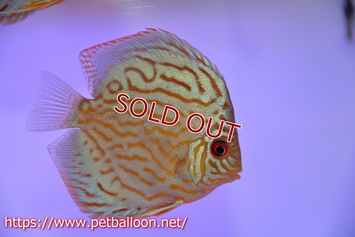 画像5: 【ディスカス】【通販】【今年最終入荷 激レア個体】オールドジャックワットレーセルーリア（ピュア）【個体ペア販売】11cm（生体）国産ディスカス　京都産 (5)