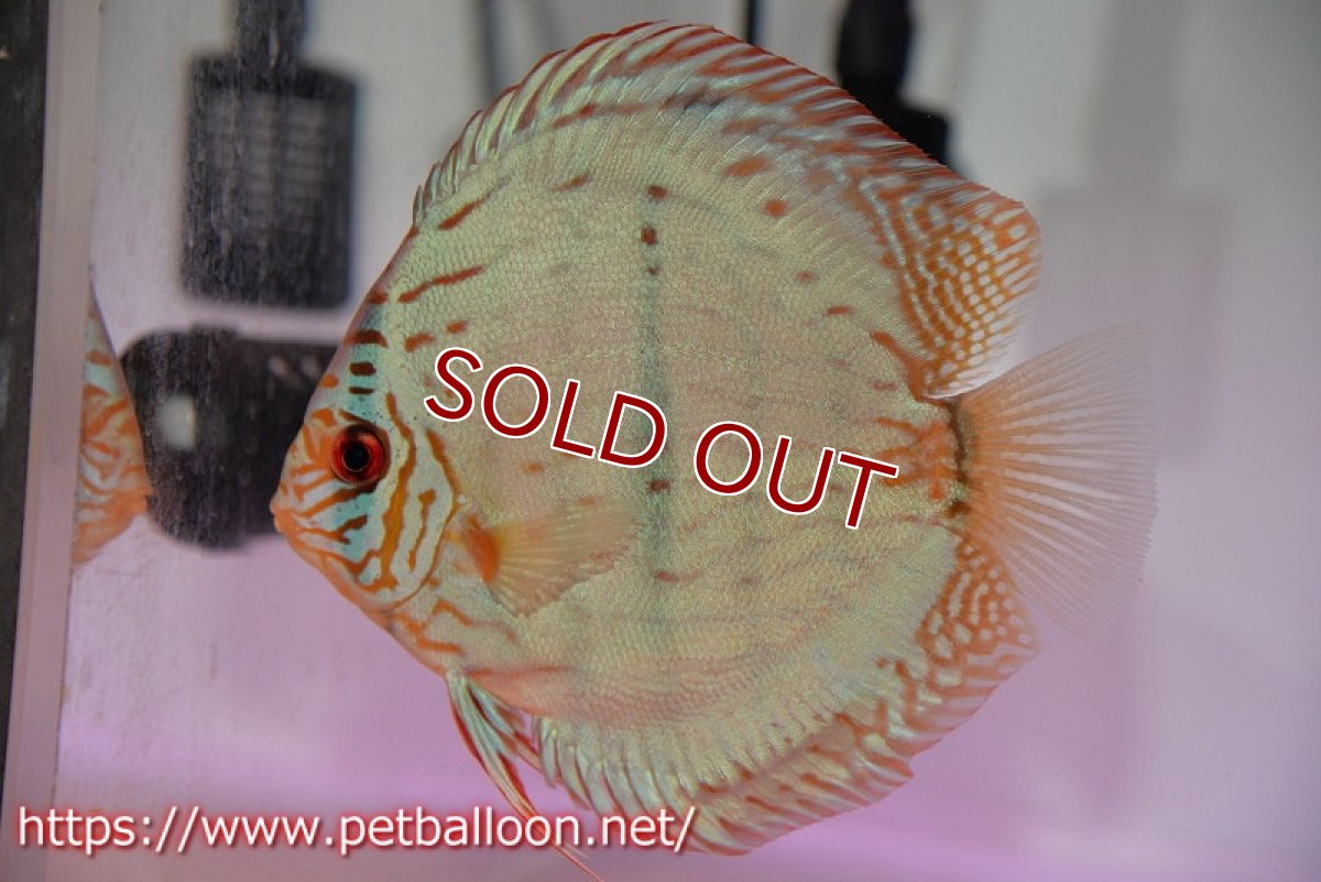 画像2: 【ディスカス】【通販】ブルームーンブリリアント(ヘビーセンターバー)(♂、♀尻ビレやや曲がり有)【個体ペア販売】12cm(生体)ペナン ブリーダー  Drテオ (2)