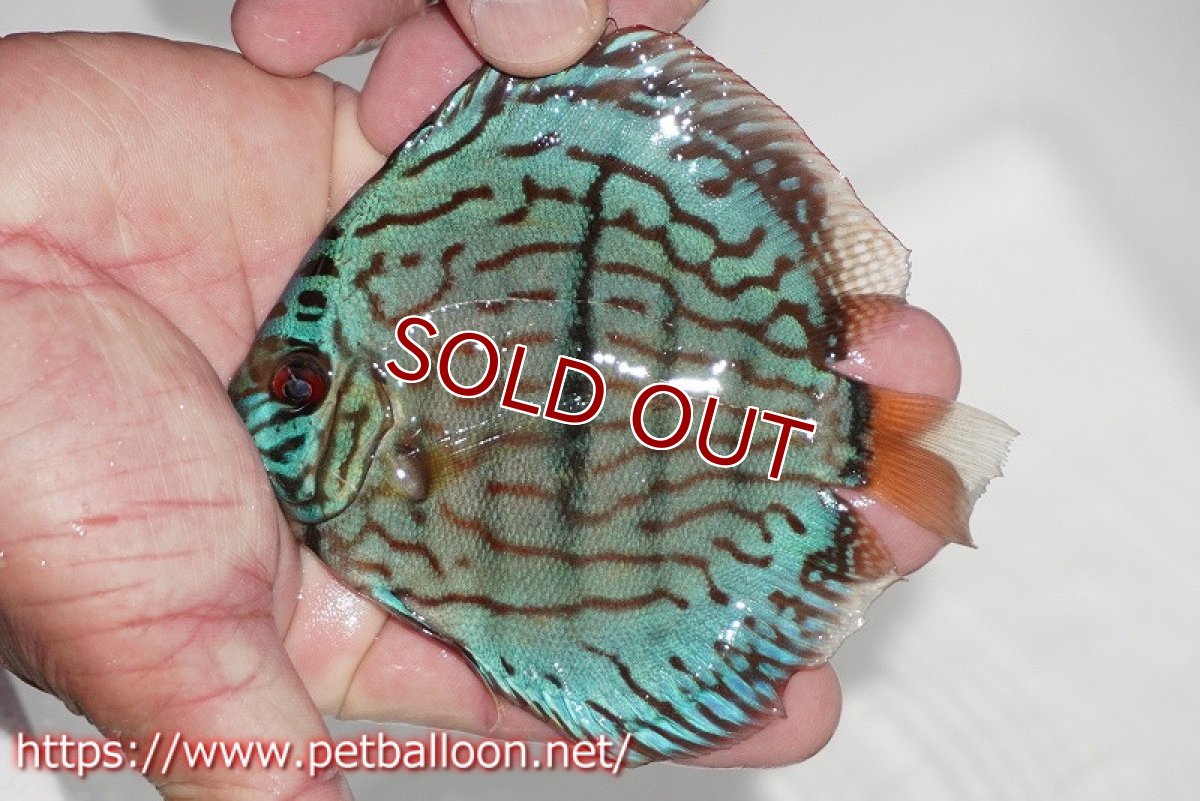 画像3: 【ディスカス】【通販】ブルームーンブリリアント(ヘビーセンターバー)(♂、♀尻ビレやや曲がり有)【個体ペア販売】12cm(生体)ペナン ブリーダー  Drテオ (3)