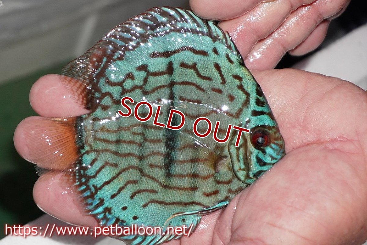 画像4: 【ディスカス】【通販】ブルームーンブリリアント(ヘビーセンターバー)(♂、♀尻ビレやや曲がり有)【個体ペア販売】12cm(生体)ペナン ブリーダー  Drテオ (4)