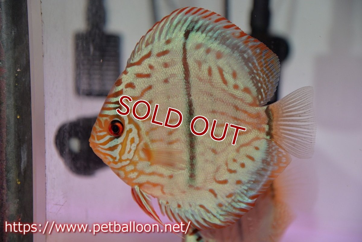 画像5: 【ディスカス】【通販】ブルームーンブリリアント(ヘビーセンターバー)(♂、♀尻ビレやや曲がり有)【個体ペア販売】12cm(生体)ペナン ブリーダー  Drテオ (5)