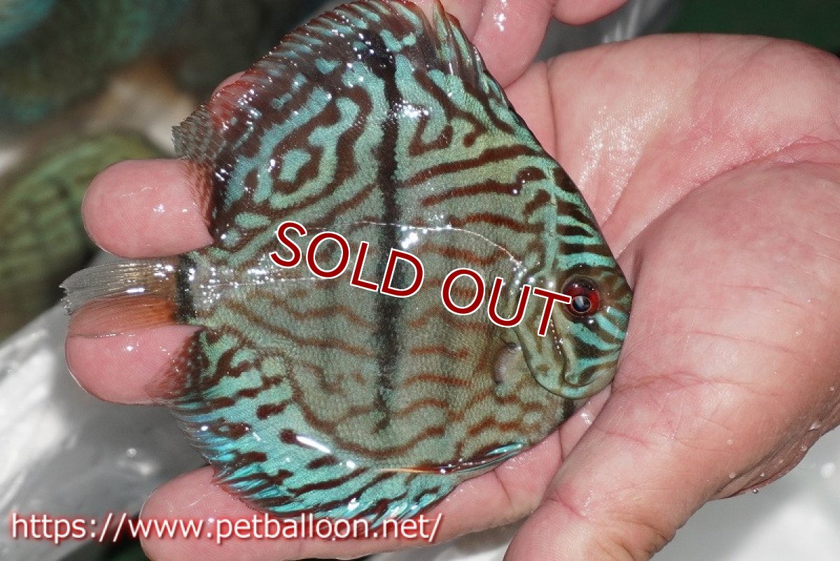 画像7: 【ディスカス】【通販】ブルームーンブリリアント(ヘビーセンターバー)(♂、♀尻ビレやや曲がり有)【個体ペア販売】12cm(生体)ペナン ブリーダー  Drテオ (7)